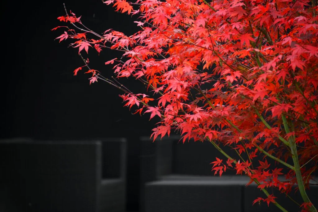 maple