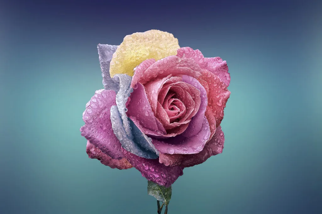 single flower