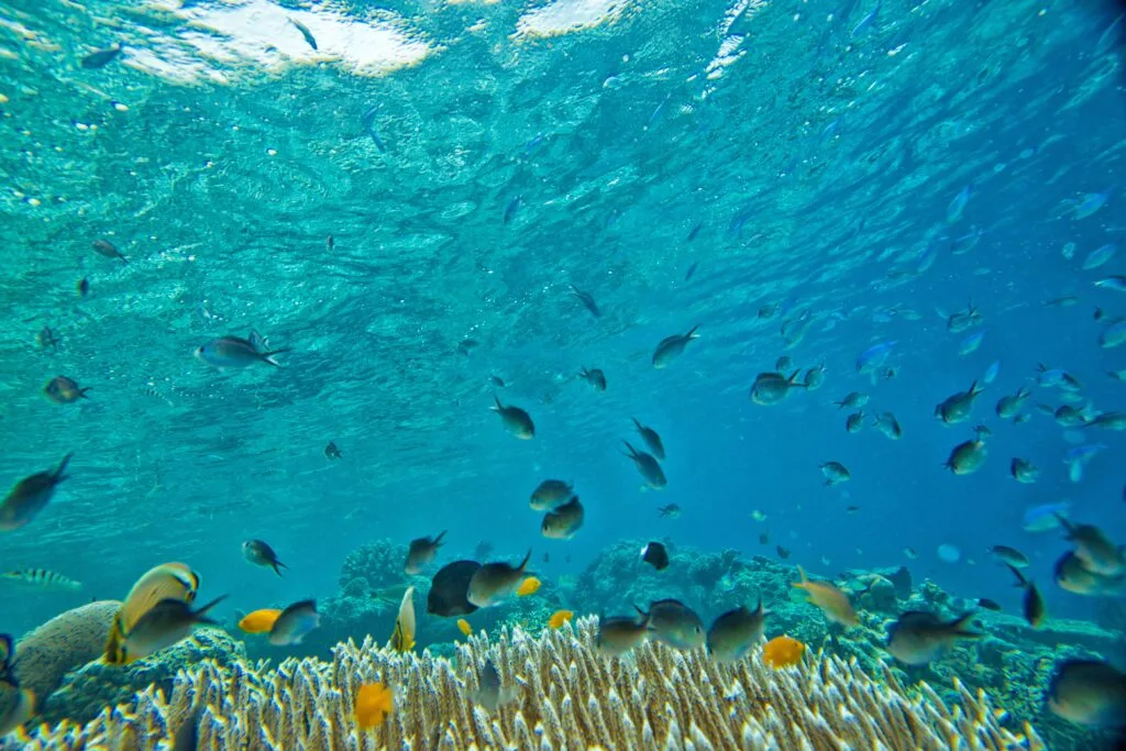 underwater 1