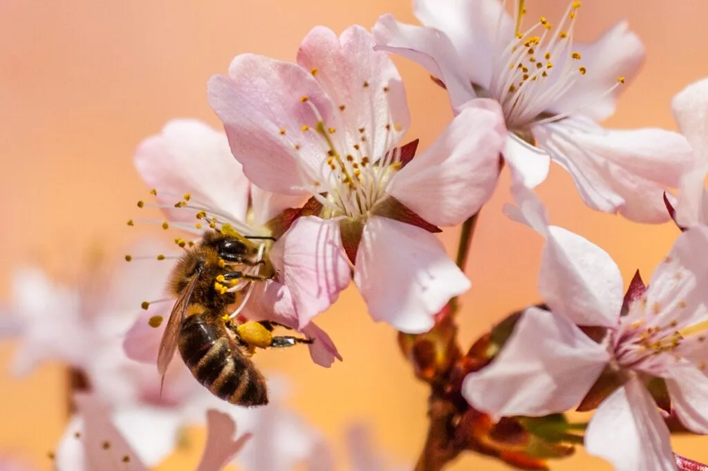 bee