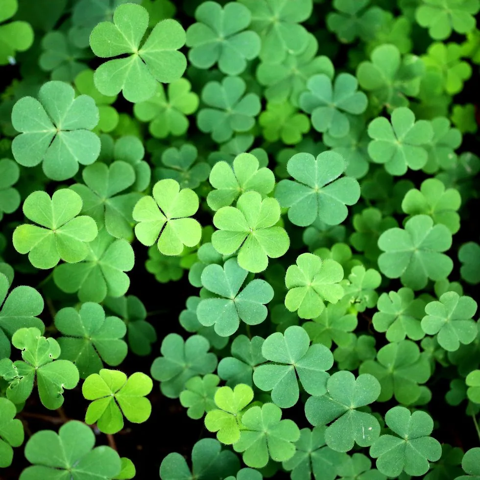 shamrock vs clover 1675802022